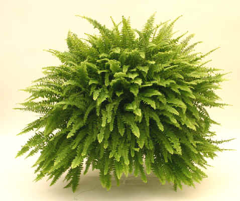 فوژر , سرخس,سرخس‌ بوستونی ,گلوش, دیشار, فرن , Wild Boston fern, Tuber ladder fern , Fishbone fern,Ne
